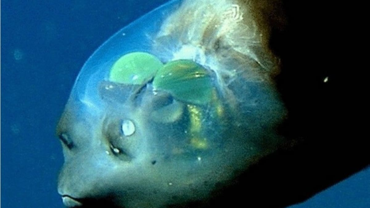 Este es el misterioso pez de cabeza transparente que vive en las profundidades del mar ¿Lo conocías?