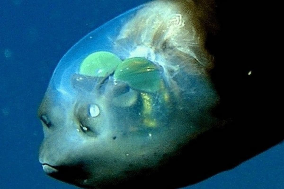 Este es el misterioso pez de cabeza transparente que vive en las profundidades del mar ¿Lo conocías?
