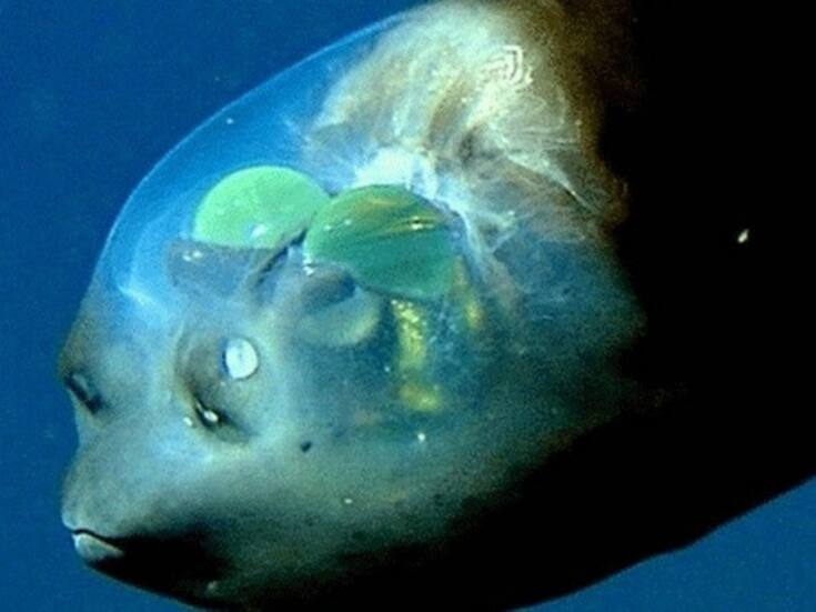 Este es el misterioso pez de cabeza transparente que vive en las profundidades del mar ¿Lo conocías?