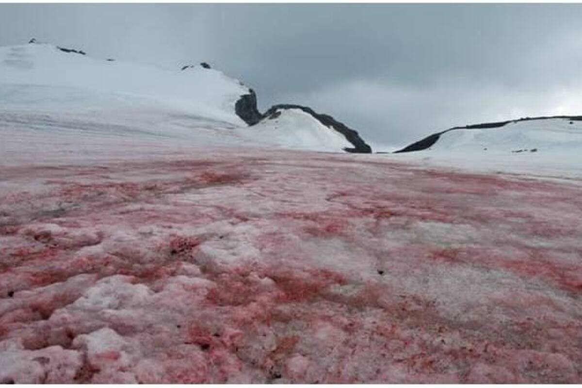¿Qué es el fenómeno de la “nieve de sandía”?:Una amenaza leve para los glaciares