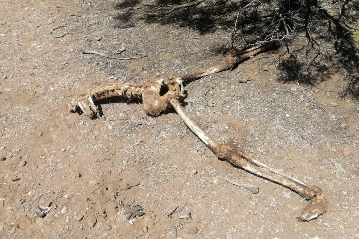 Encuentran osamenta en Tecate