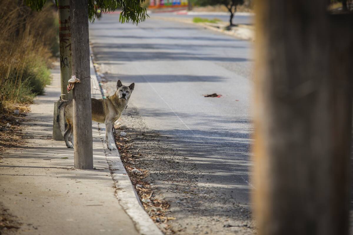 Denuncia vecinos en redes sociales la captura de Hachiko