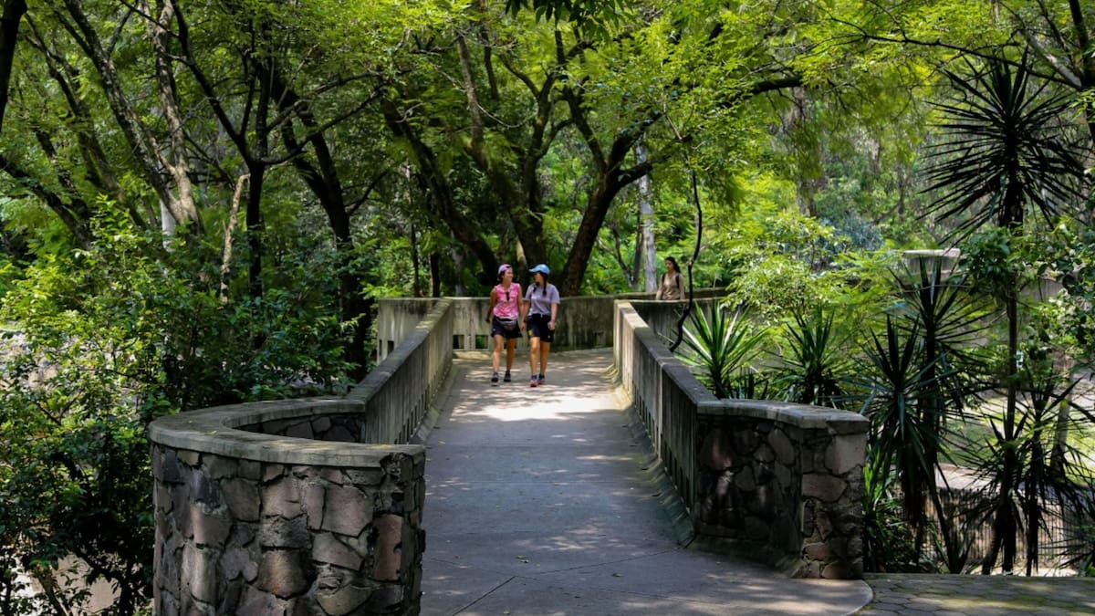 El Tribunal protegió ocho hectáreas del Bosque de Los Colomos y frenó el proyecto habitacional. (Portal web / bosquesamg)