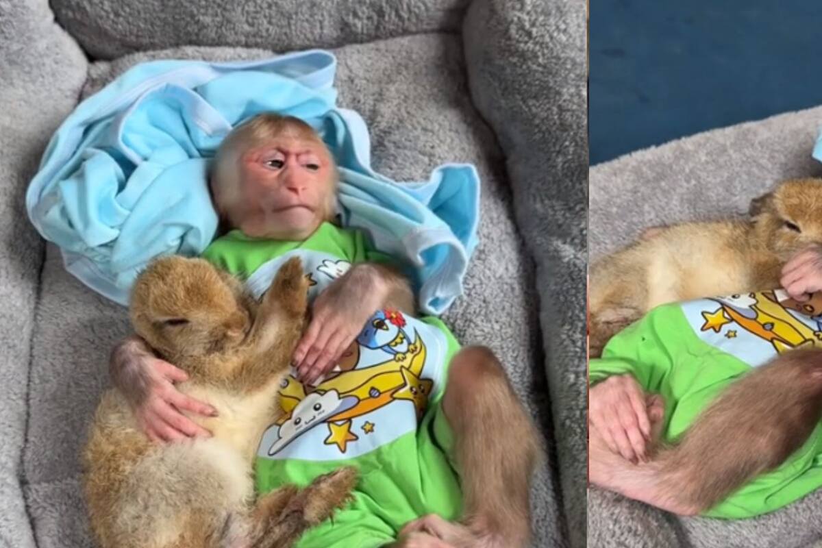 Changuito cuida a una liebre como si fuera su hijo y se vuelve viral en Tiktok