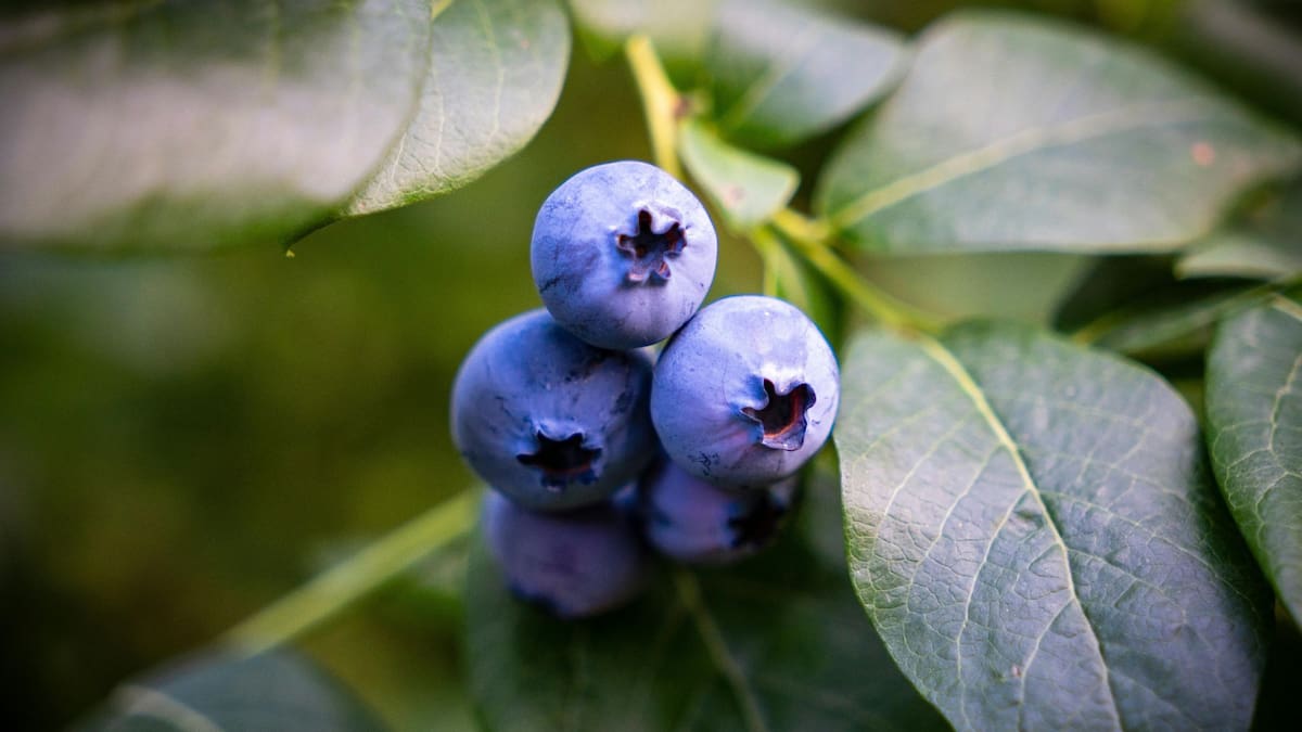 Estudio revela cómo los arándanos benefician a la memoria y mejoran la calidad del sueño | Foto: canva