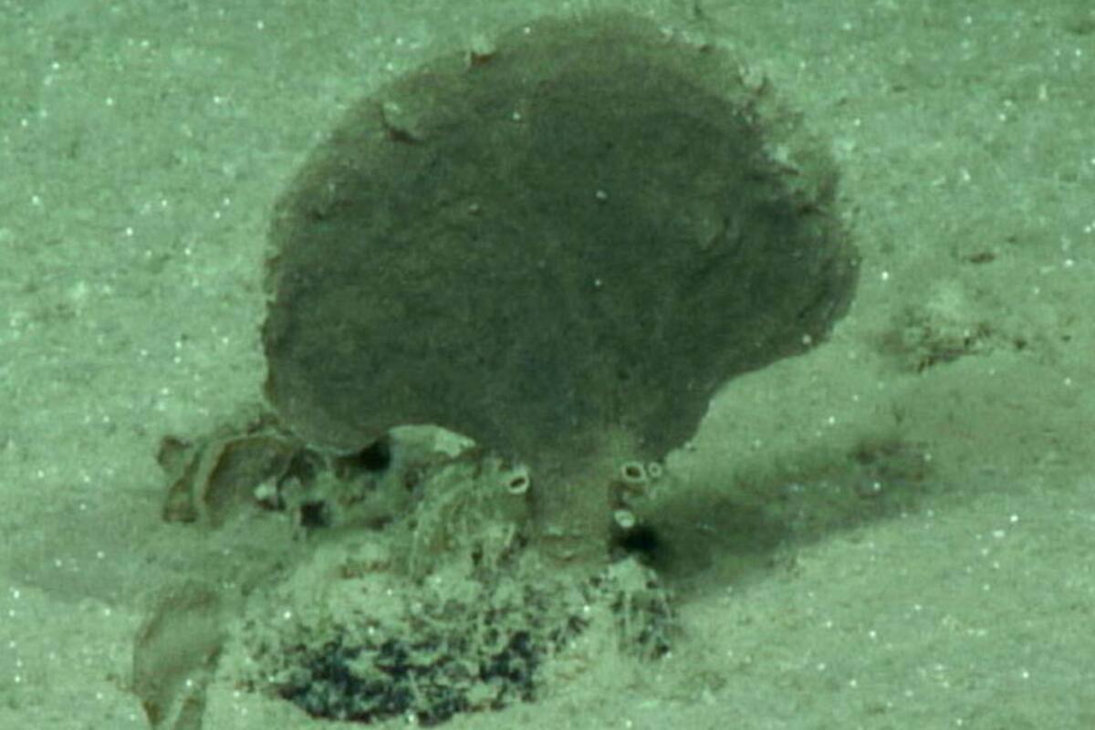 Encuentran cuatro nuevos organismos unicelulares gigantes en el fondo abisal marino