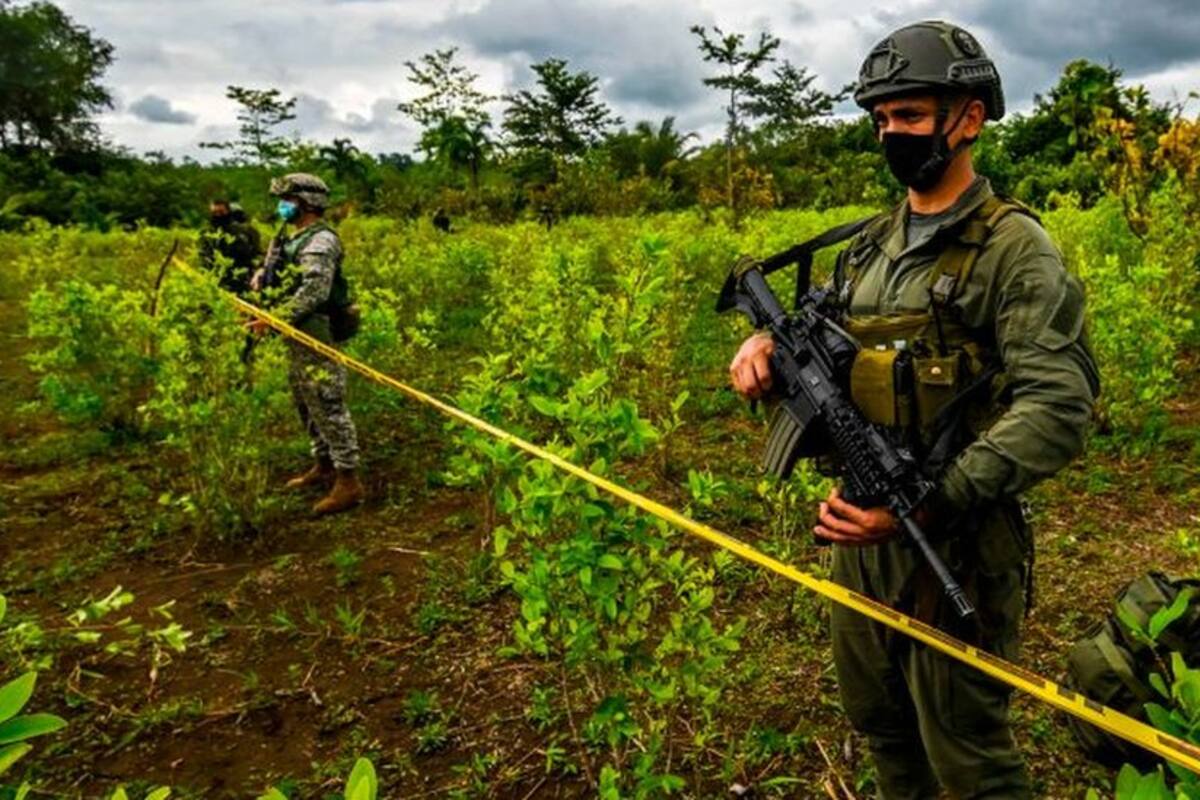 Por qué en Colombia se está produciendo más cocaína si hay menos coca