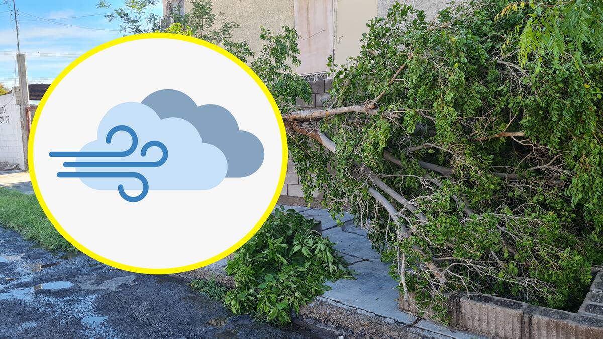 Se prevé la caída de árboles y anuncios publicitarios debido al viento fuerte.