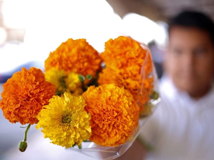 Comienza la temporada de flor de cempasúchil con expectativas moderadas