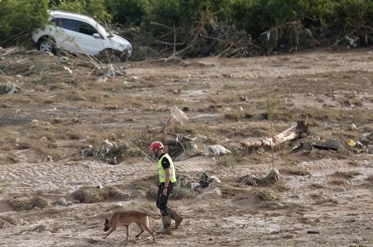 Equipos de rescate continuan sus labores usando perros de ayuda. / EFE - Manuel Bruque