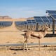 Planta solar protege a 38 gacelas amenazadas