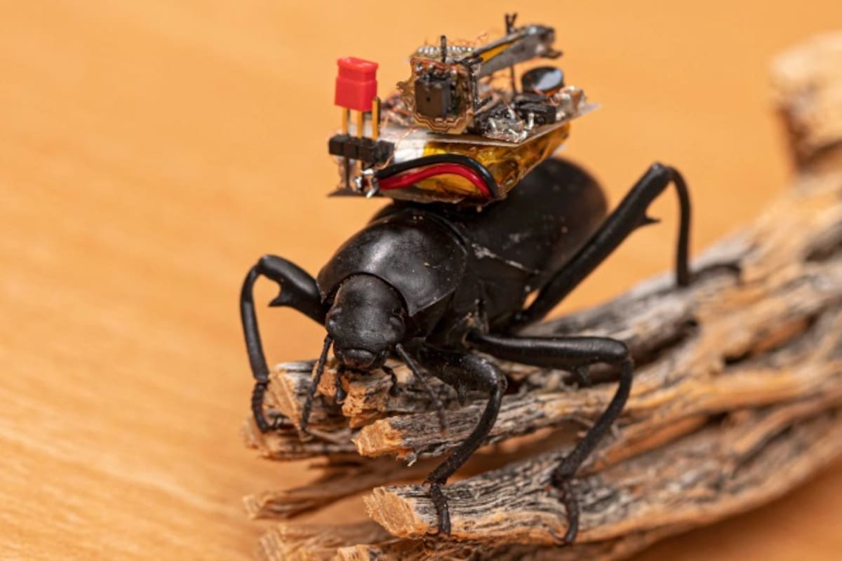 Crean una cámara tan pequeña que un insecto puede portarla