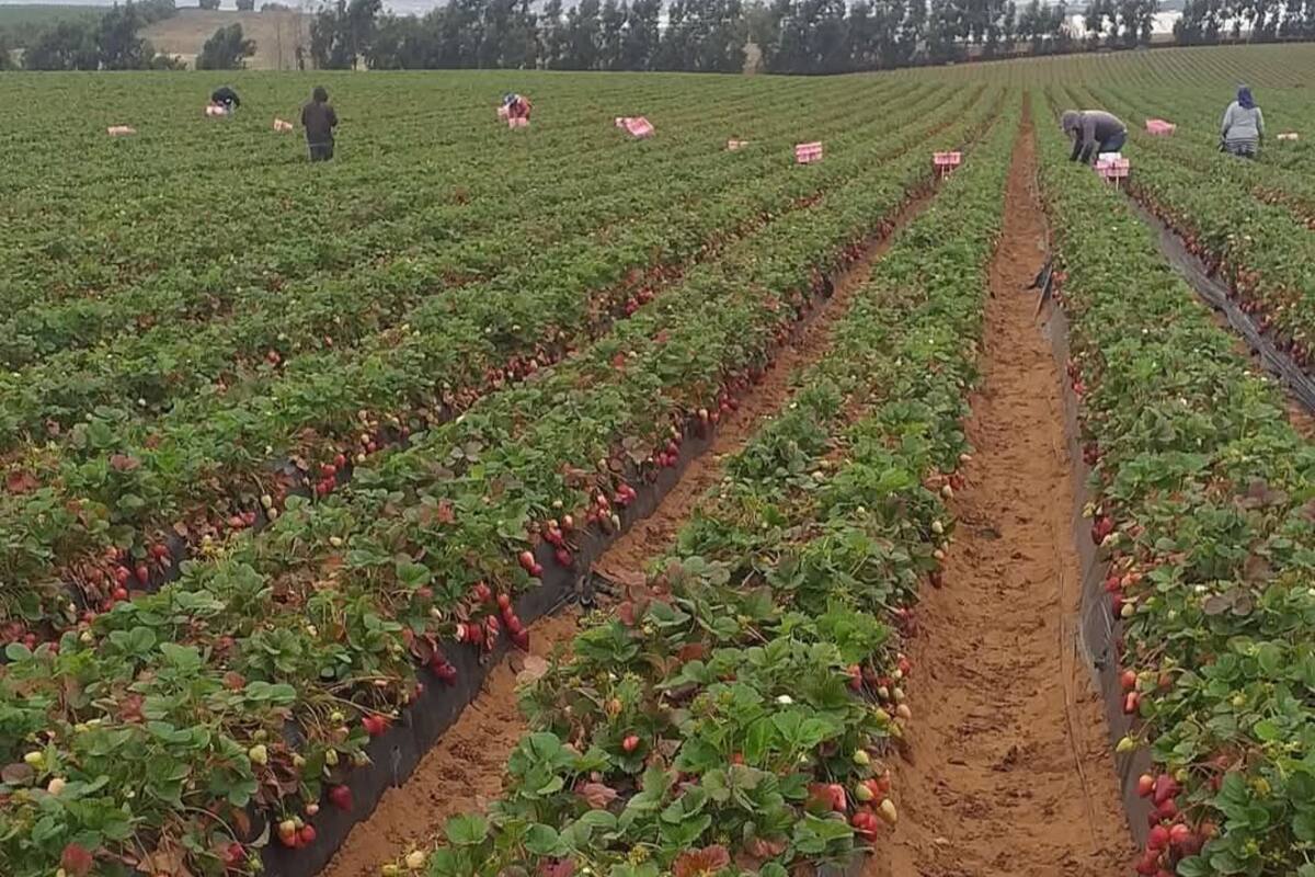 Se contrae la contratación en los campos agrícolas de BC: CABC