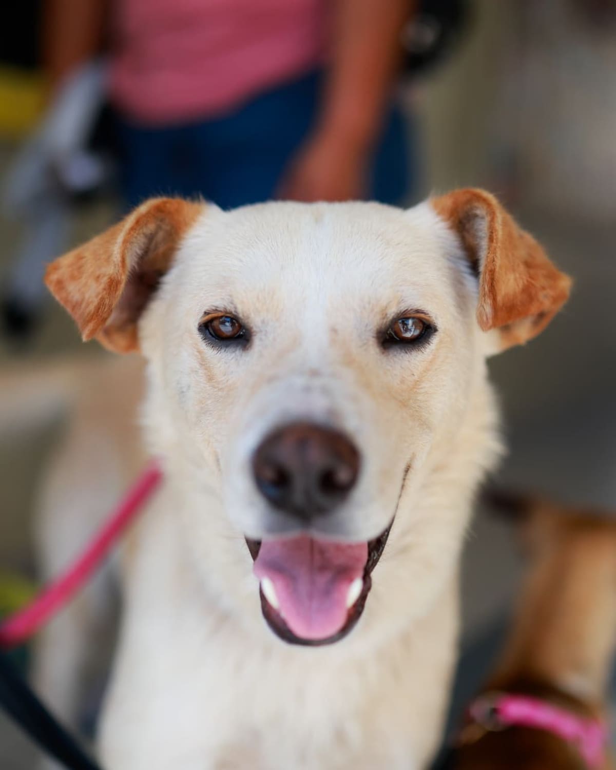 Baja California mantiene jornadas gratuitas de esterilización, vacunación y desparasitación para perros y gatos, además de promover la adopción responsable y prevenir enfermedades zoonóticas. Foto: Cortesía.