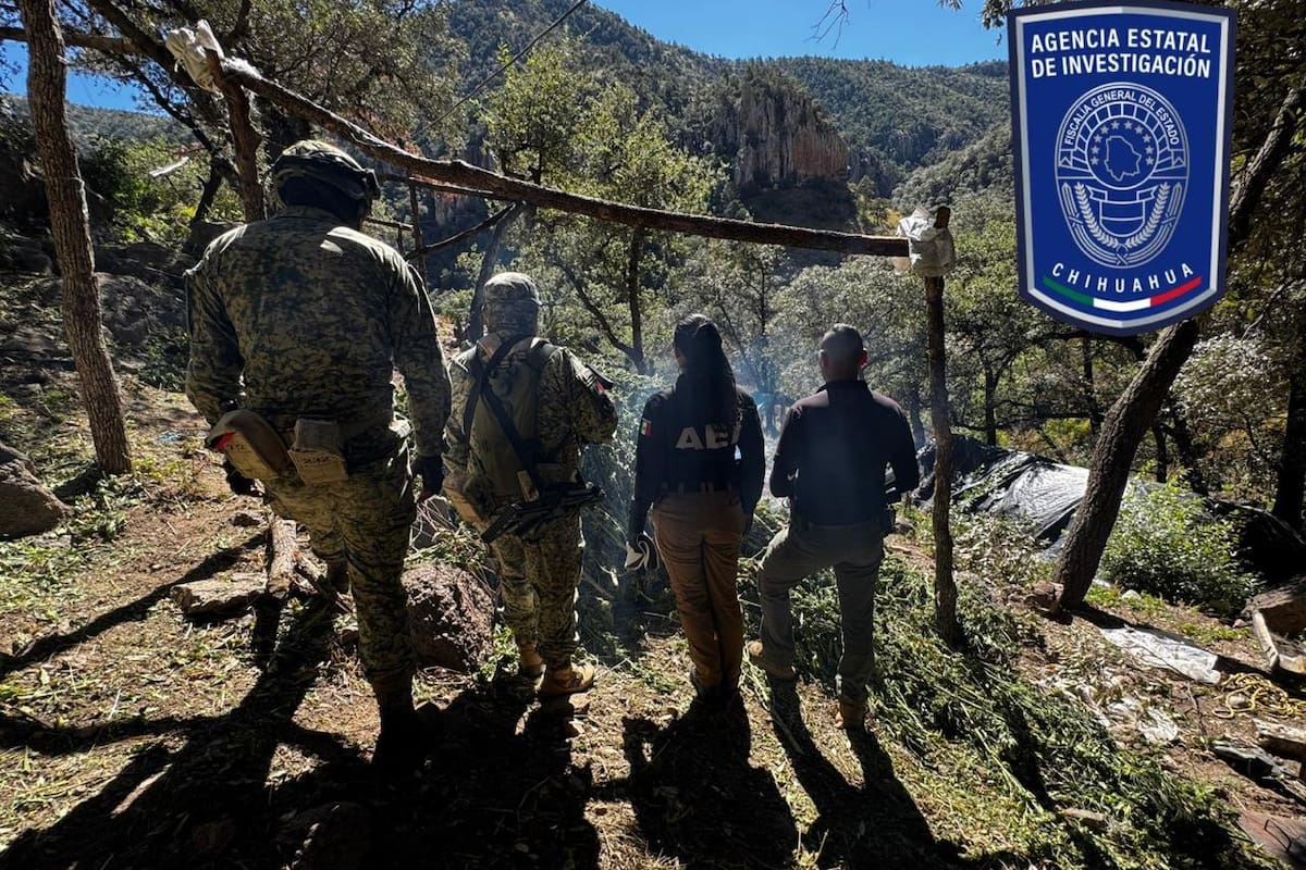 Destruyen 10 plantíos de mariguana en operativos simultáneos en Chihuahua