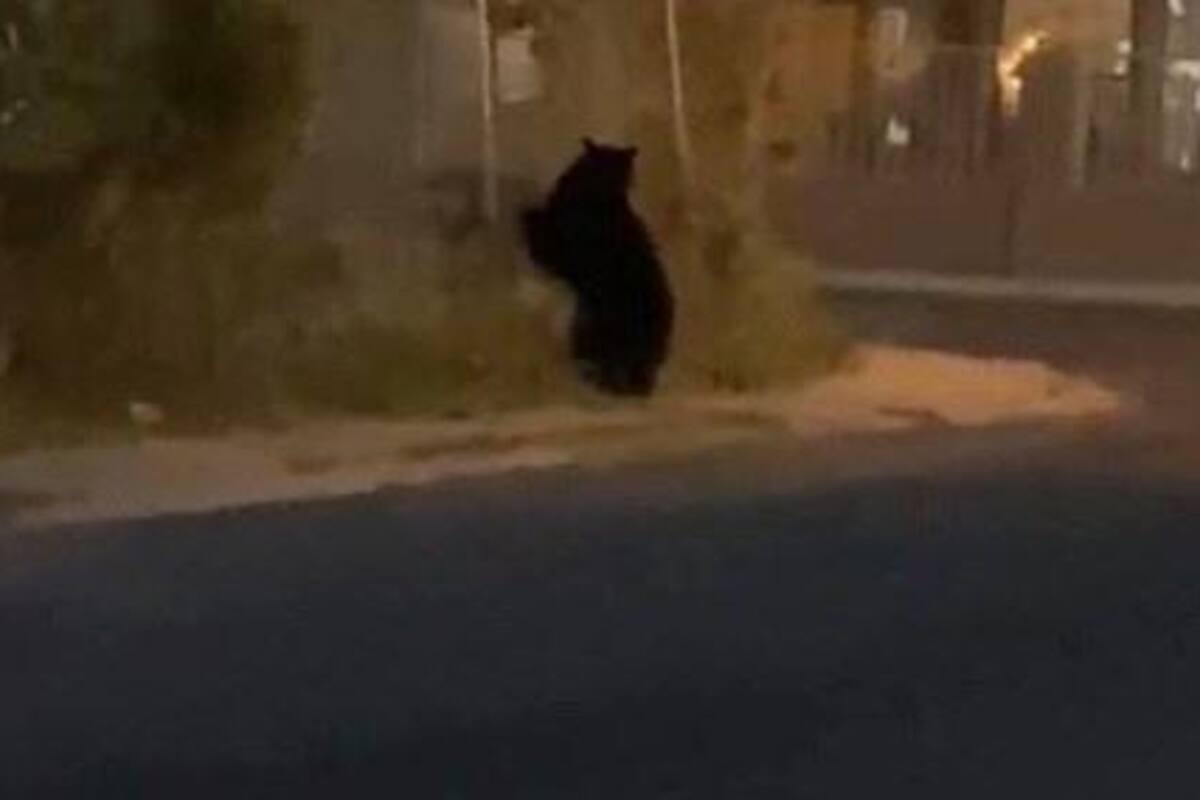 Captan a oso paseando por calles de Nogales, Arizona
