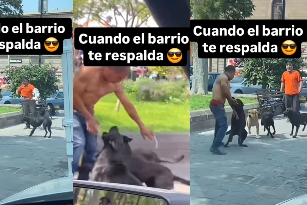 Jauría de perros ayuda a un señor que iba a ser golpeado por otro en la calle: lo persiguieron hasta que se fue