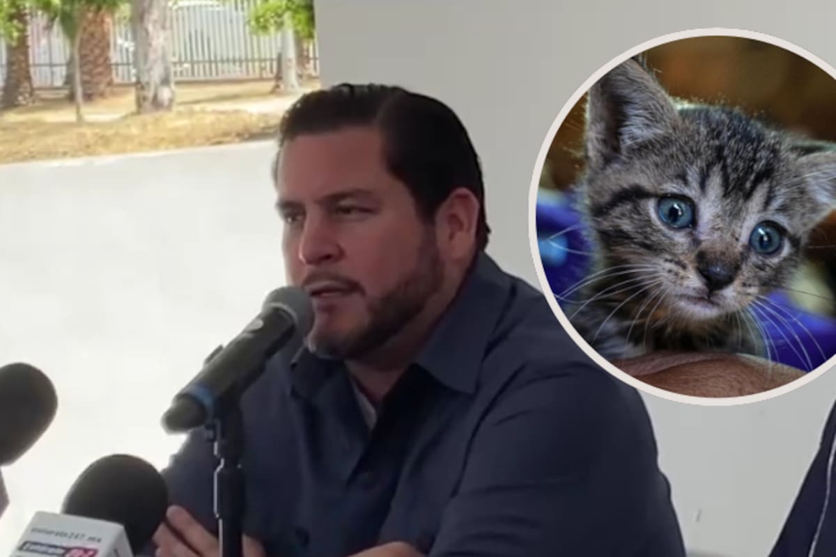 Mantienen en investigación caso de maltrato a gatitos en Tijuana