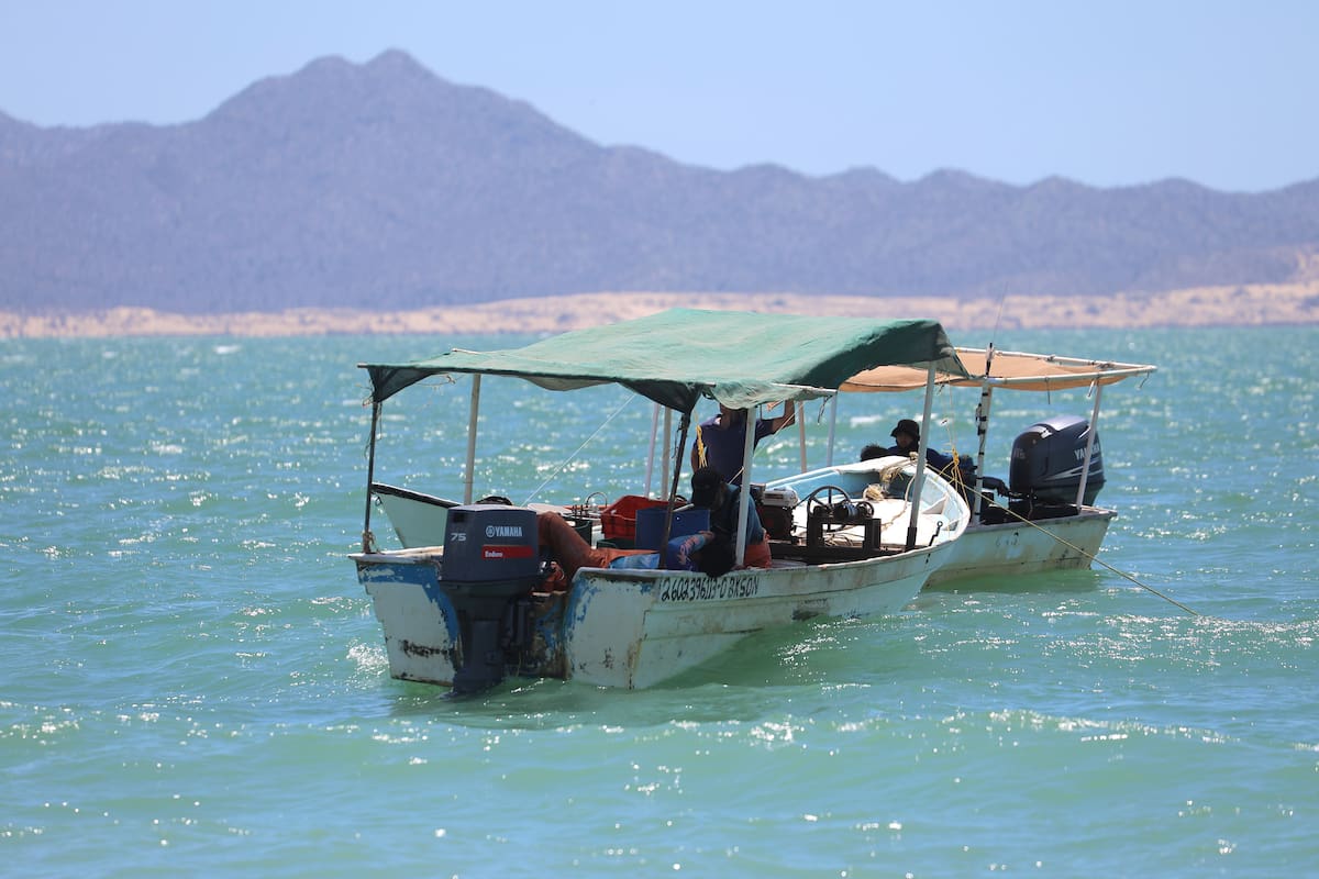 Buzo de Bahía de Kino resulta herido tras mordida de tiburón en Baja California Sur
