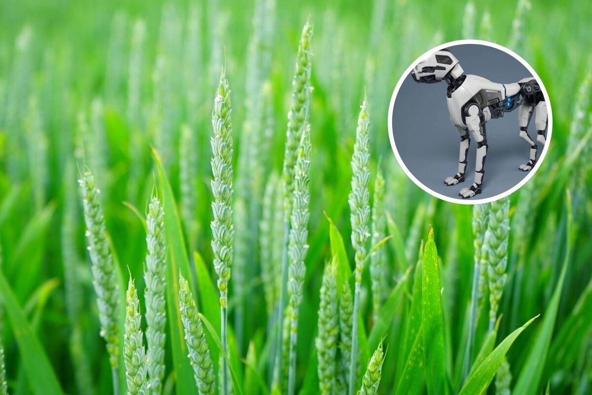 Perro robot con inteligencia artificial revoluciona la supervisión de cultivos