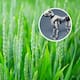 Perro robot con inteligencia artificial revoluciona la supervisión de cultivos