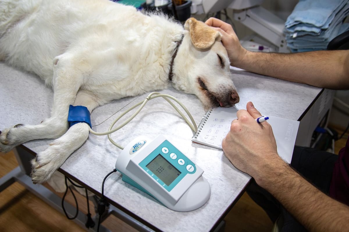 Advierten alta tasa de mortalidad por el parvovirus