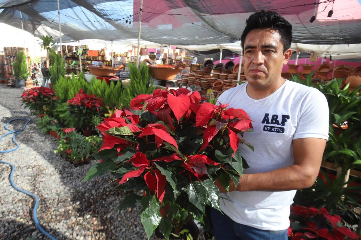 Edwin Mendoza es productor y vendedor de flores de Nochebuena y vende su producto en Hermosillo desde hace diez años.