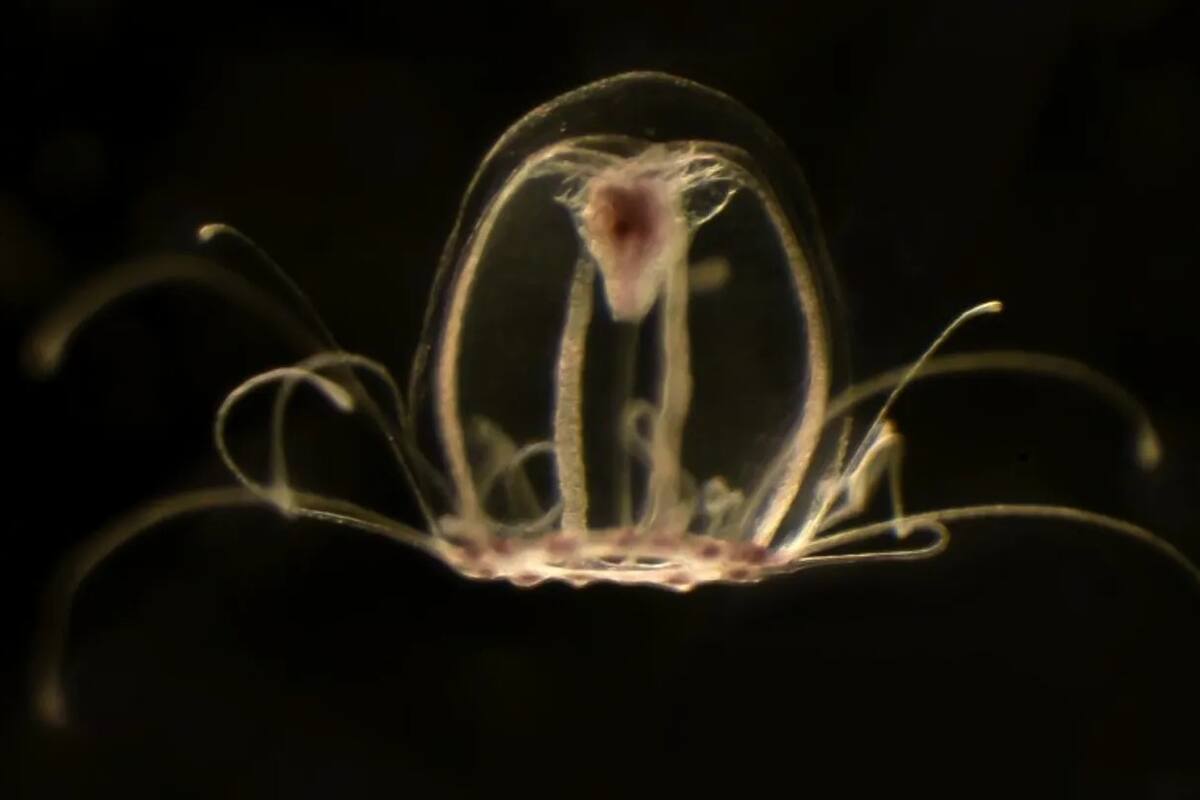 La medusa inmortal: el animal que podría vivir para siempre y nadie te lo había contado