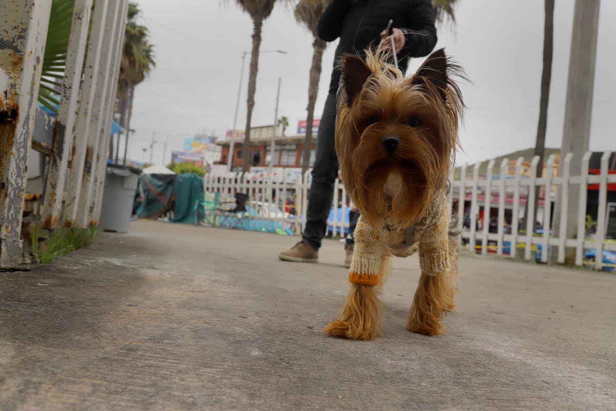 Certifican a mascotas de apoyo emocional