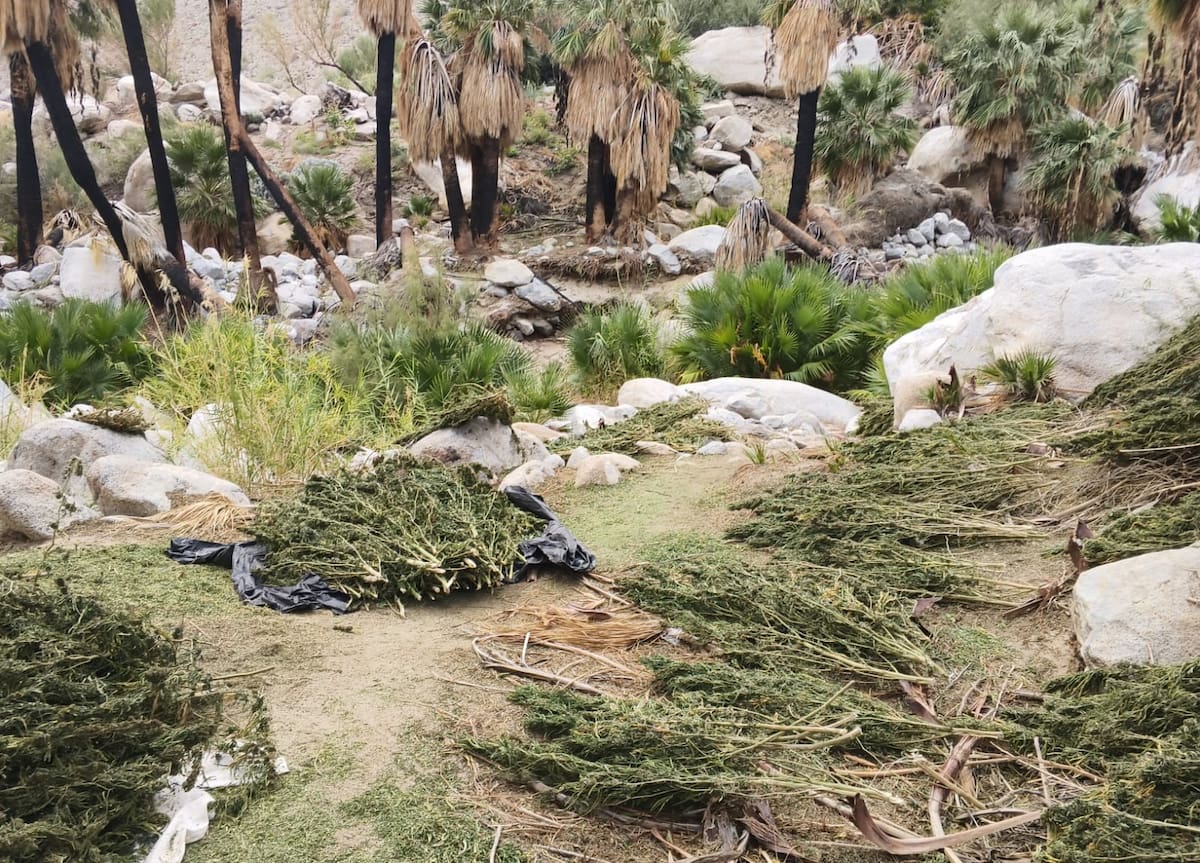 La Secretaría de Marina localizó y destruyó 15 plantíos y cuatro secaderos de presunta marihuana al sur de Tecate, donde fueron incineradas más de 1.4 millones de plantas. Foto: Cortesía