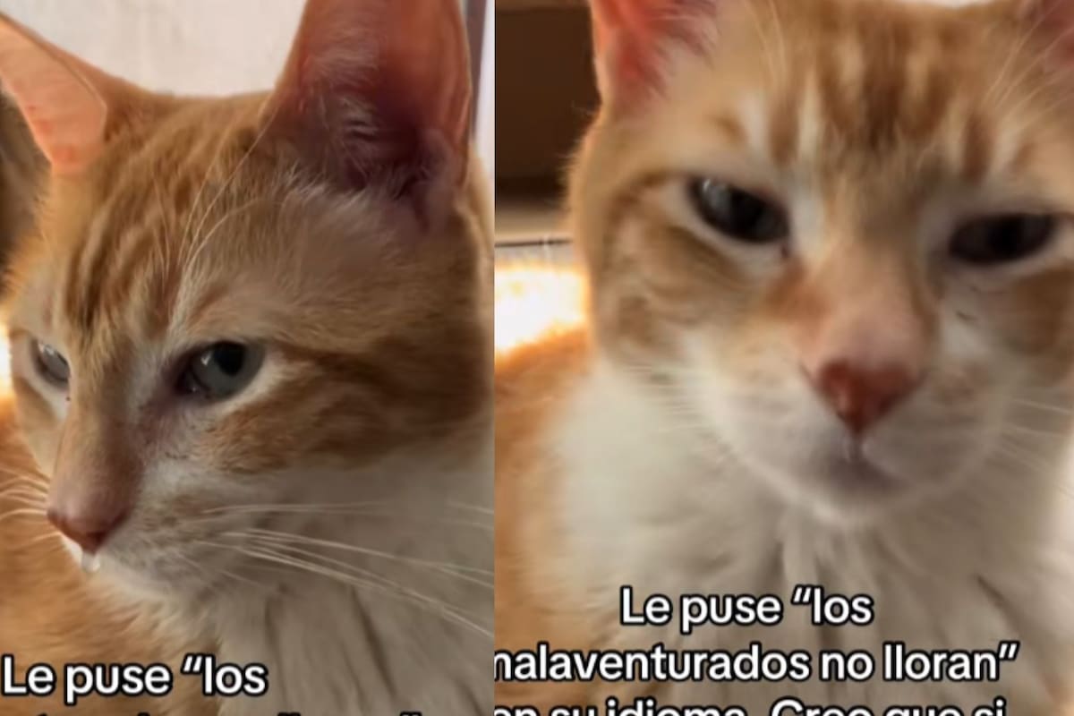 “Miau miau”: Le canta la canción de “Los Malaventurados no lloran” en idioma de gato y se hace viral