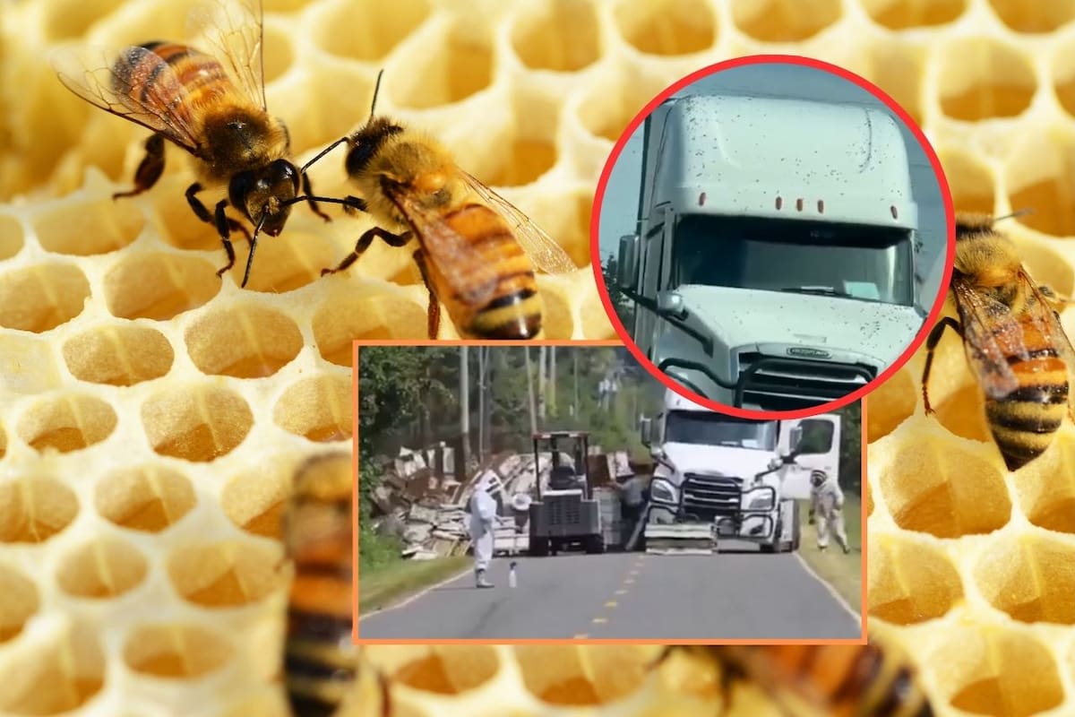 Millones de abejas escapan tras volcamiento de camión en Washington: un rescate comunitario