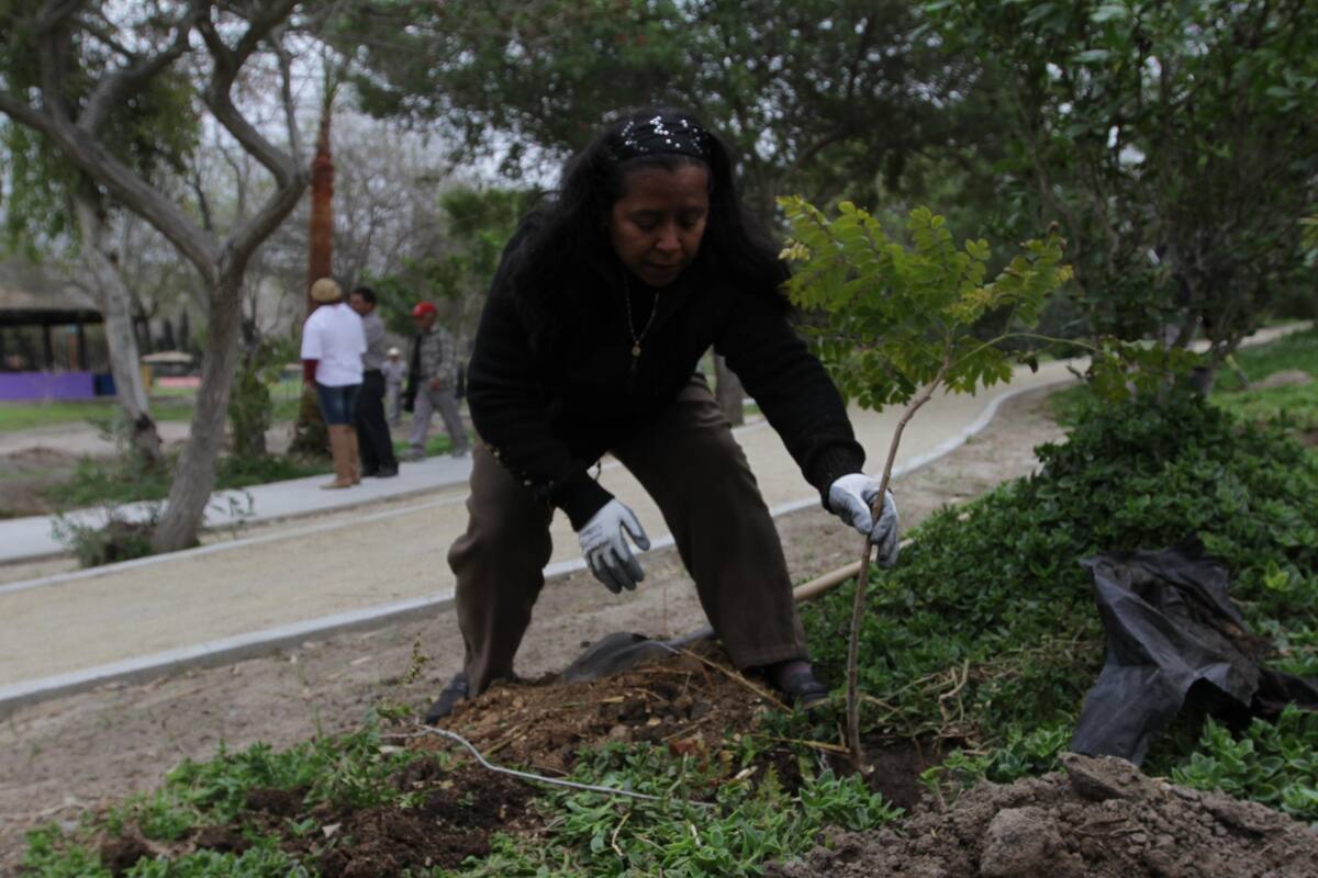 Invitan a plantar 200 árboles en Parque Morelos