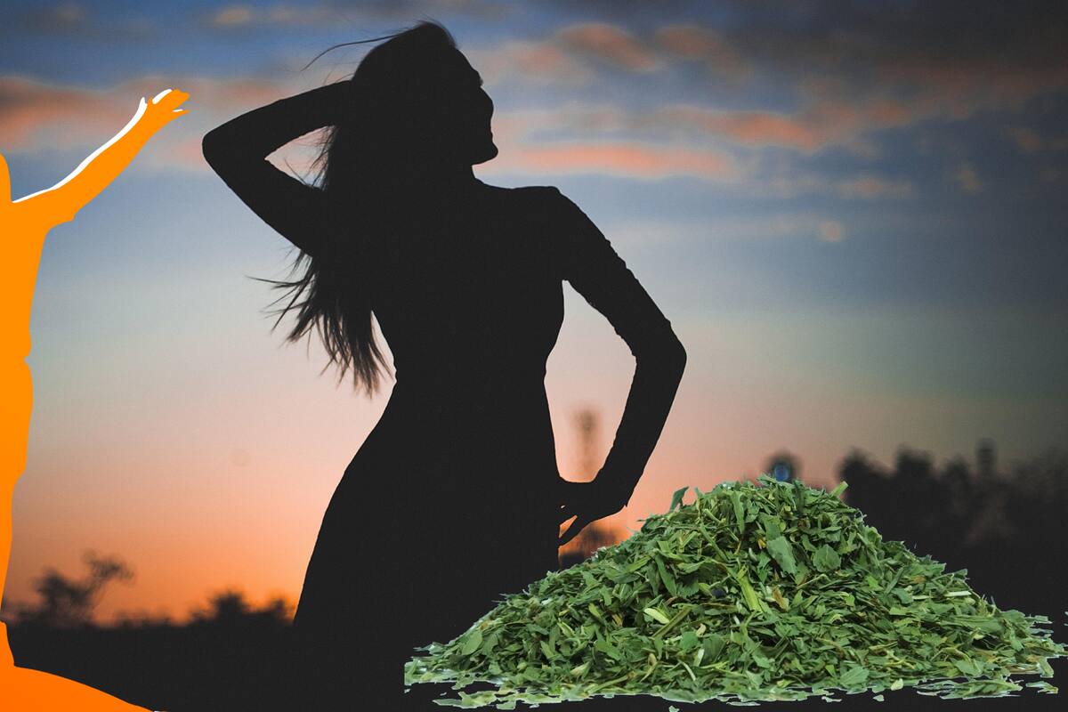 Alfalfa: Remedio natural para anemia, colesterol y otros males