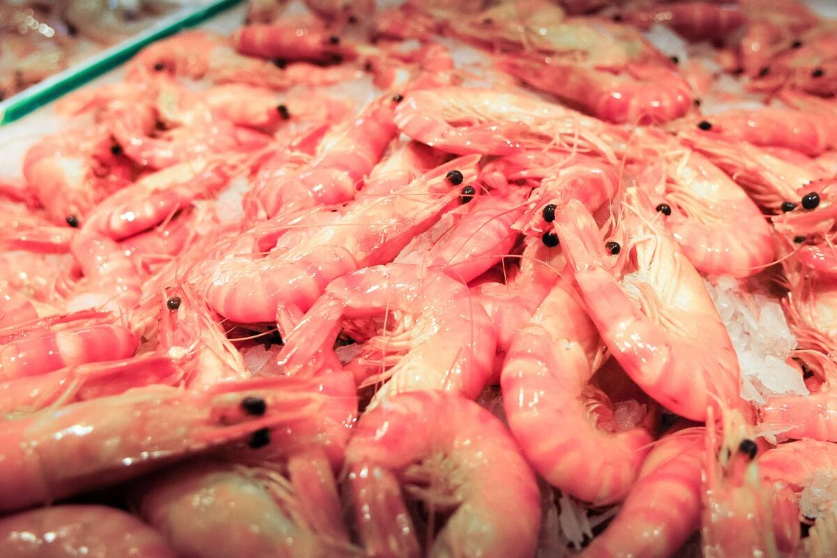 Alistan pescadores de Yavaros su salida en busca del “oro rosado”