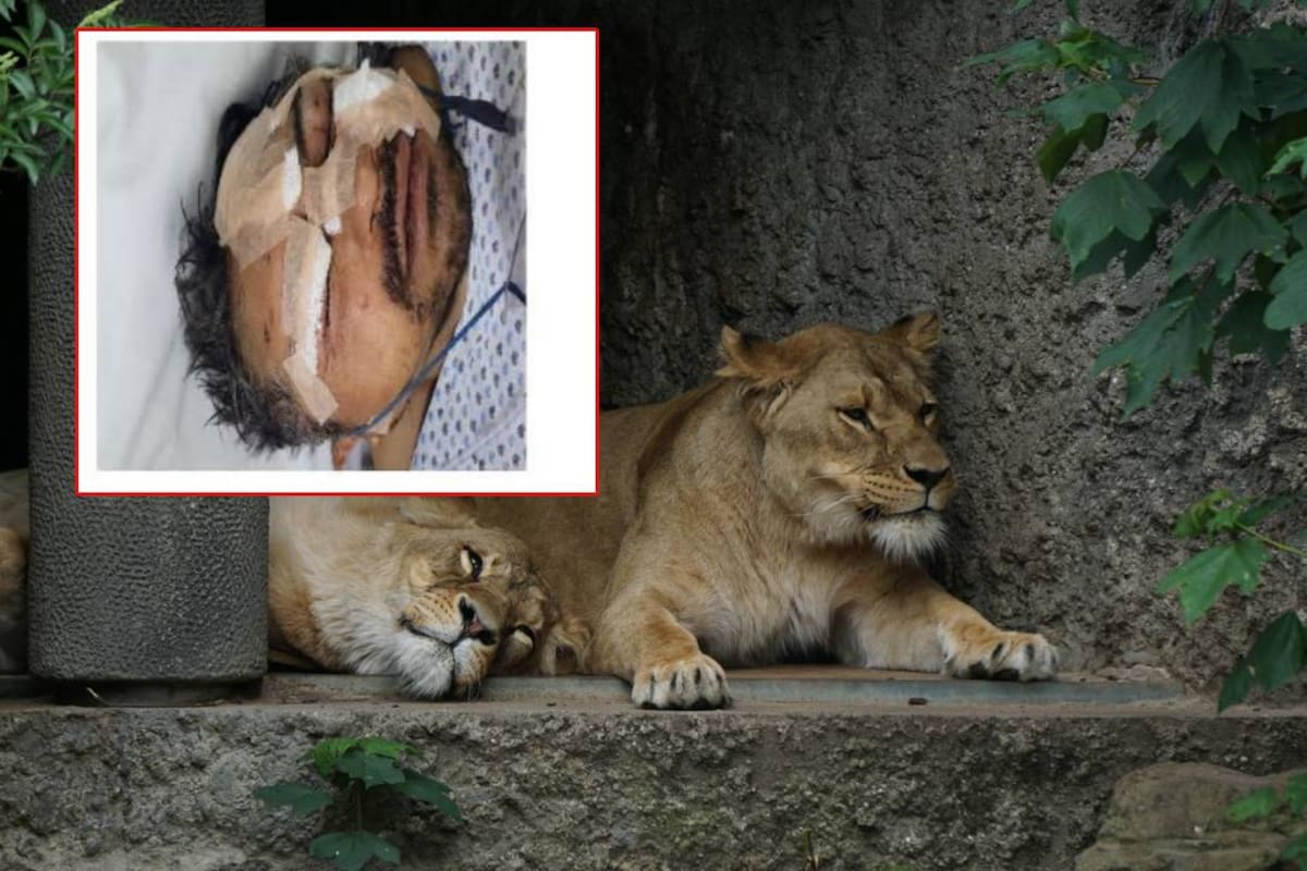 Hombre entra a reserva de leones y sobrevive a ataque en Edomex; Fiscalía busca a su familia ya que ingresó bajo efectos del alcohol