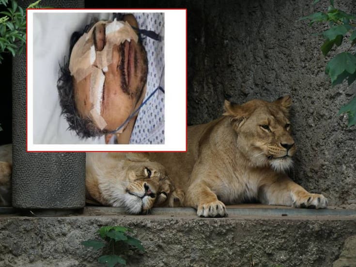 Hombre entra a reserva de leones y sobrevive a ataque en Edomex; Fiscalía busca a su familia ya que ingresó bajo efectos del alcohol