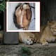 Hombre entra a reserva de leones y sobrevive a ataque en Edomex; Fiscalía busca a su familia ya que ingresó bajo efectos del alcohol