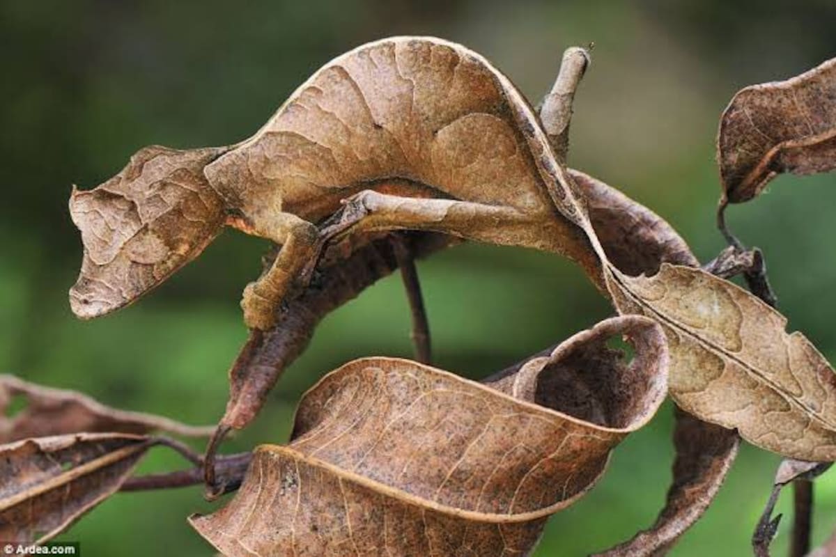 Asombroso el camuflaje de un camaleón