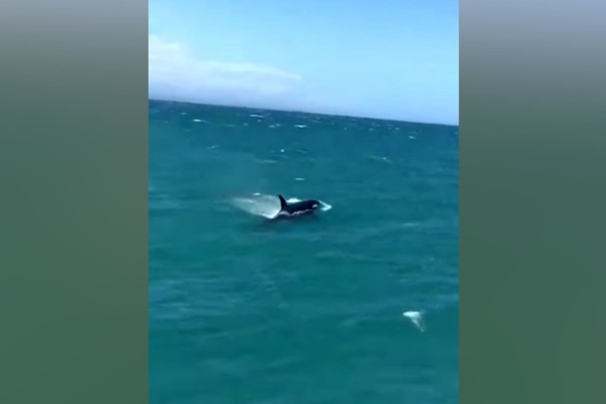 Grupo de orcas se lanza a la persecución de tiburones blancos