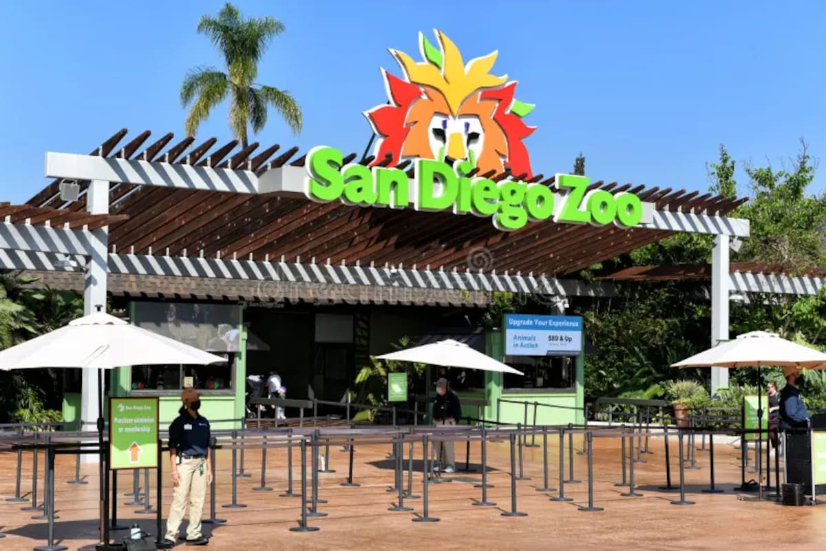 Nighttime Zoo 2026: el Zoológico de San Diego amplía su horario durante el verano