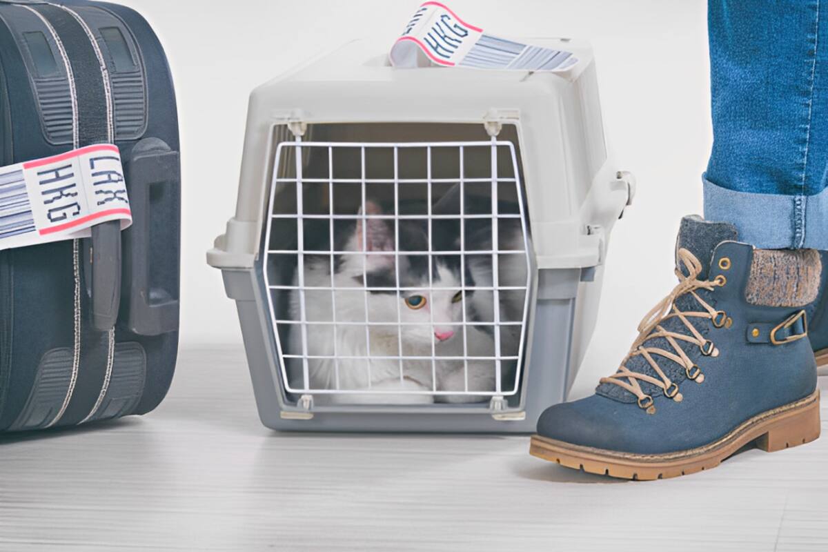 Consejos para un viaje seguro y sin estrés con tu mascota