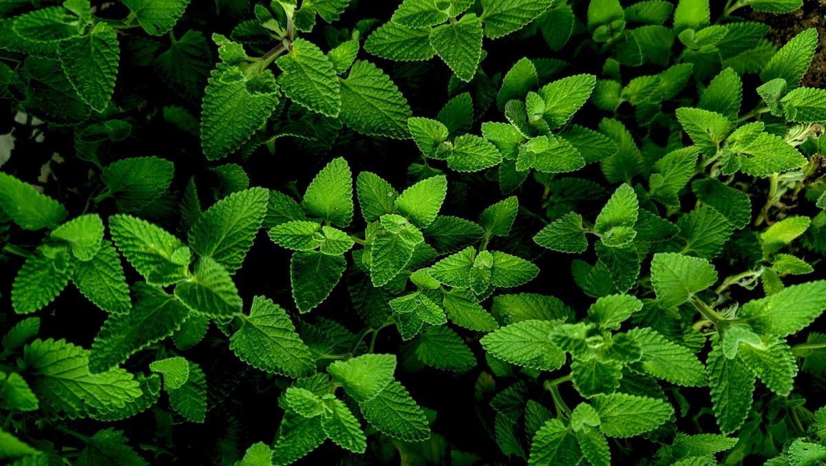 La menta es un recurso casi imprescindible en los remedios naturales