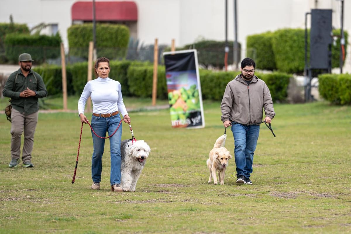 Tras un año de capacitación profesional, los caninos concluyeron el curso internacional “Perro Buen Ciudadano”, que los acredita como aptos para actividades educativas y de acompañamiento. Foto: Border Zoom