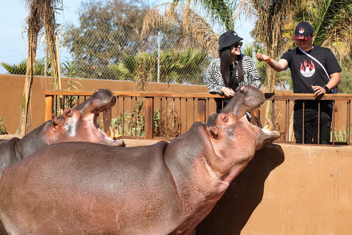 Parque Paipai recibe jirafas e hipopótamos