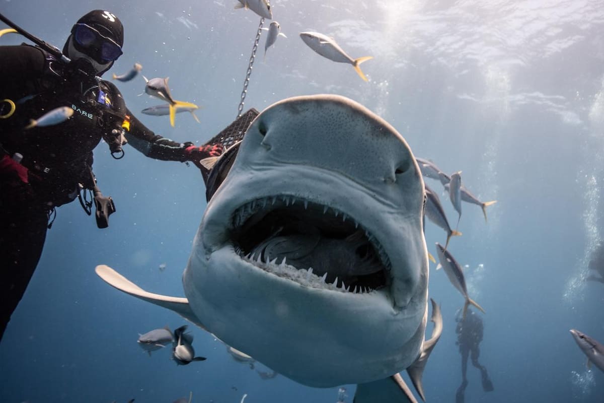 Tiburón ataca a dos nadadores suizos en Australia, una mujer muere y un hombre resulta gravemente herido