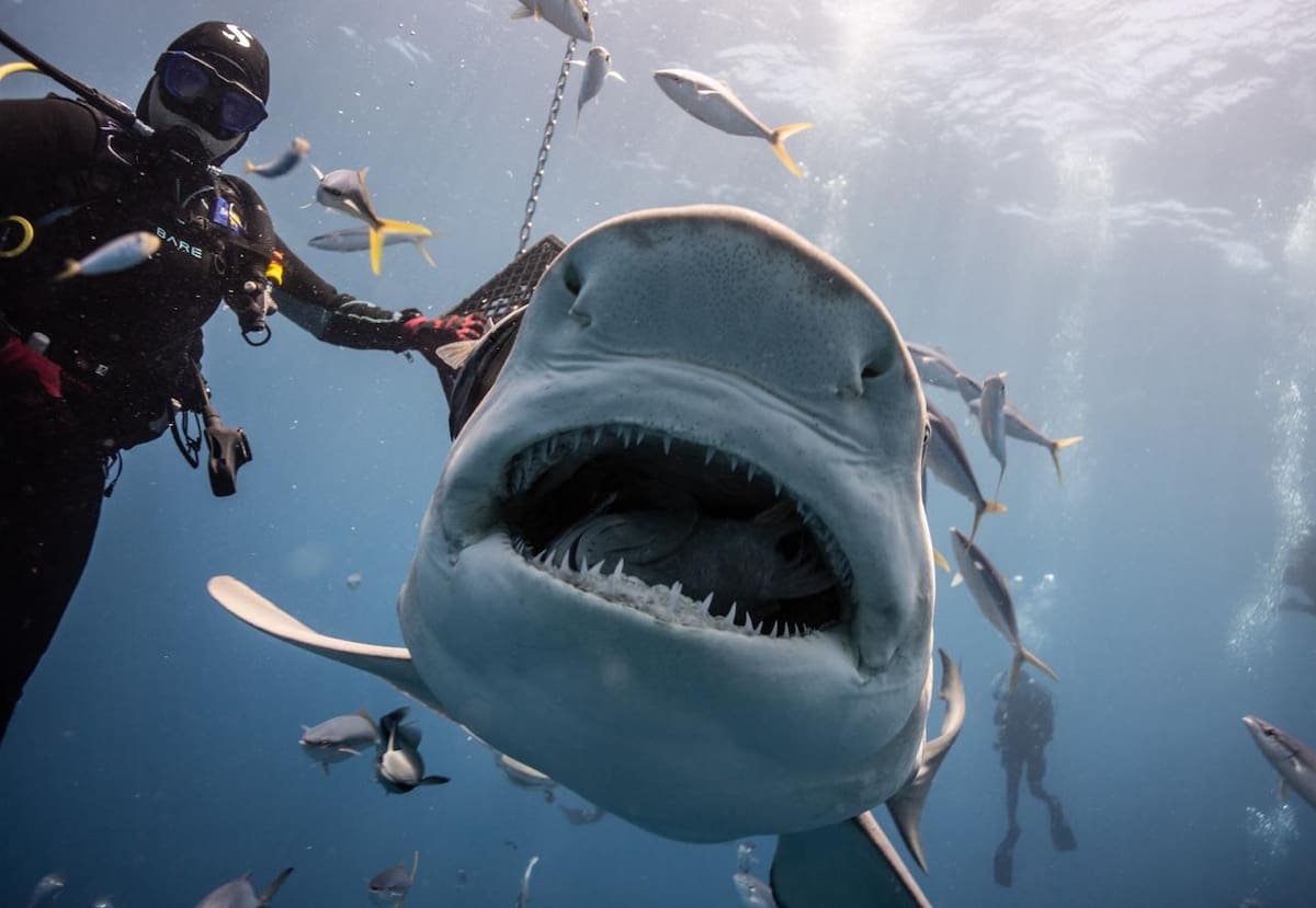 Documentalista registra siete especies de tiburones en aguas de Florida