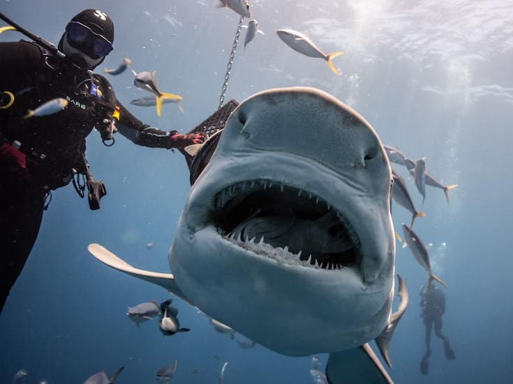 Tiburón ataca a dos nadadores suizos en Australia, una mujer muere y un hombre resulta gravemente herido