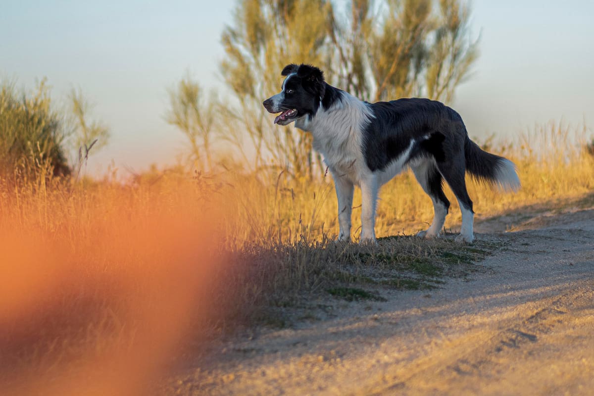 ¿Por qué los perros grandes tienen una vida más corta que los pequeños?