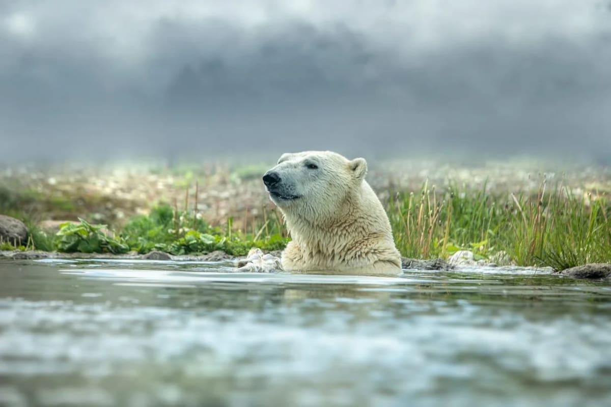 La pérdida de hielo afecta directamente su capacidad de cazar focas, su principal alimento.